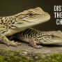 Discovering crocolini: The Unique Charm of These Miniature Reptiles
